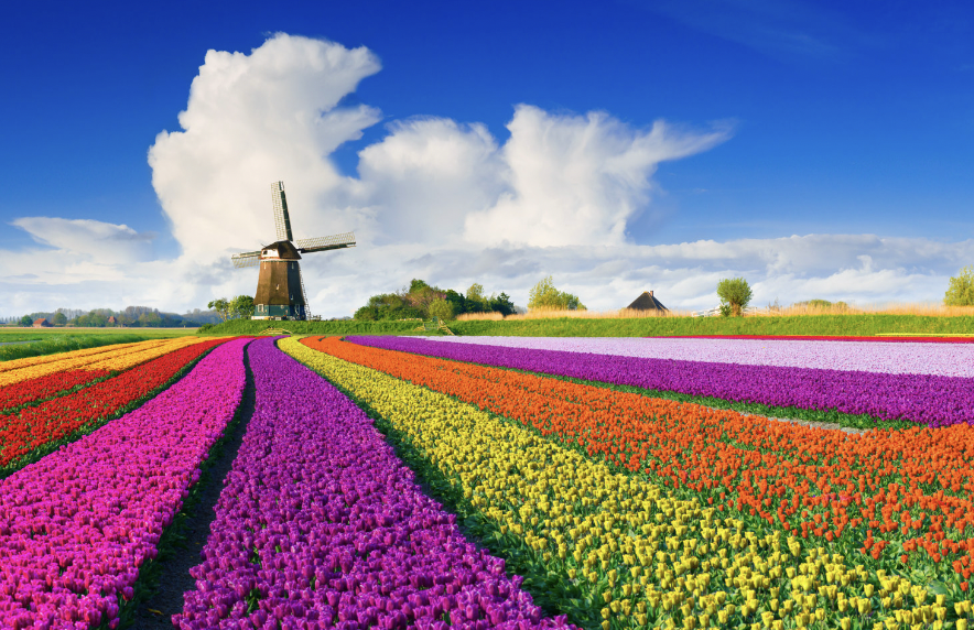 SPRING into Action: Rent with Elite Rentals